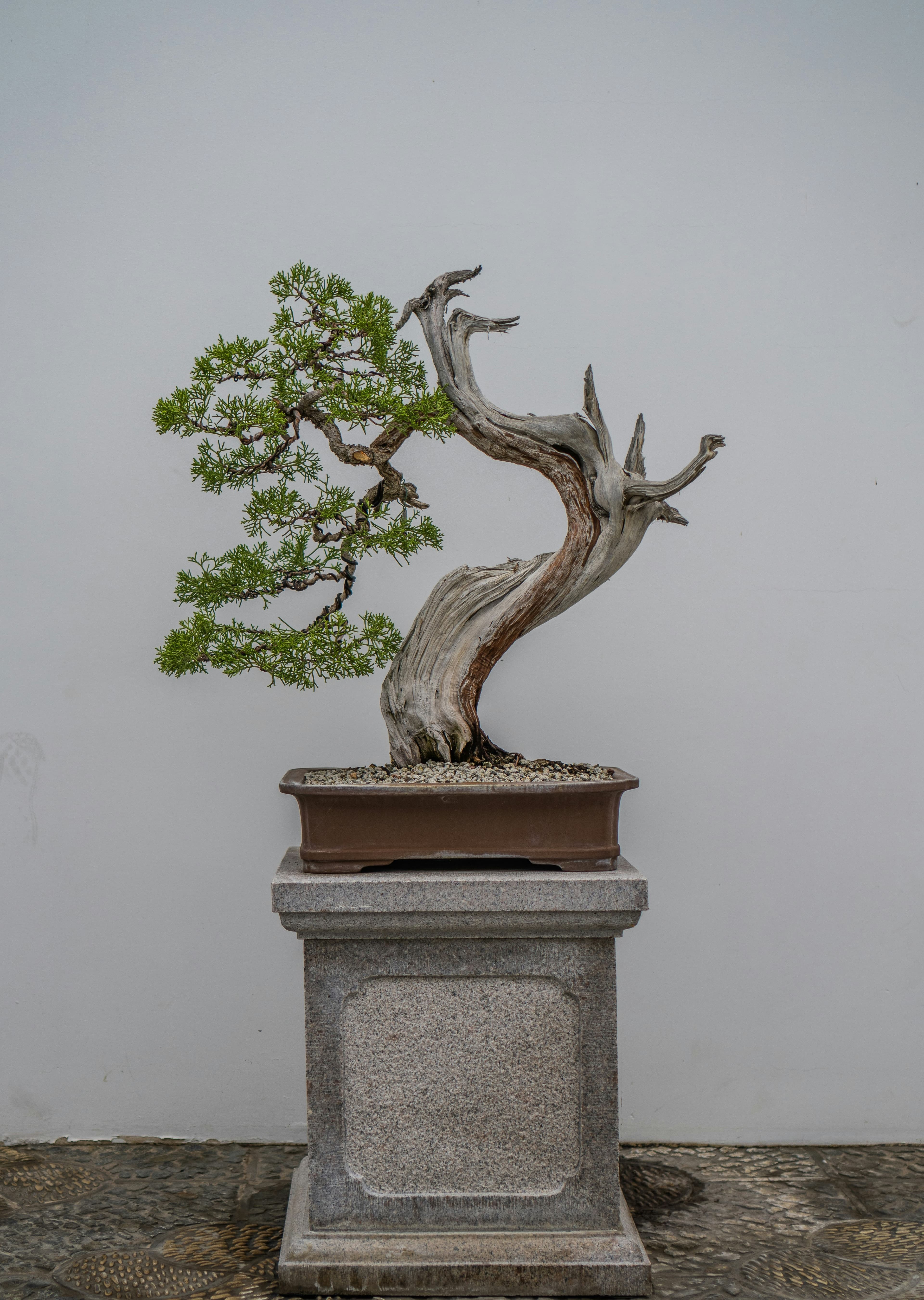 Bonsai
